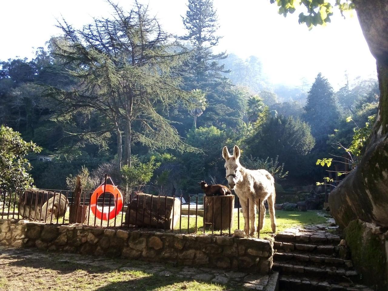 Hotel Quinta Do Castanheiro Sintra Exteriér fotografie